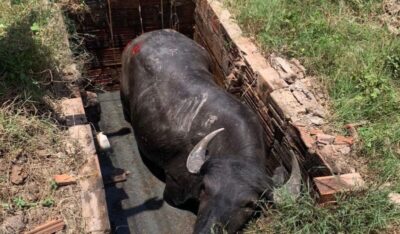 Bombeiros resgatam búfalo que caiu dentro de fossa em Itapecuru-Mirim/MA