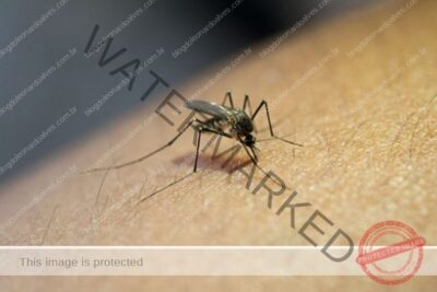 Brasil ultrapassa meio milhão de casos prováveis de dengue