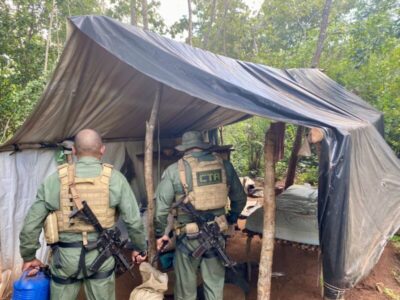 Floresta de maconha com mais de 12 mil pés é destruída durante operação policial no Maranhão