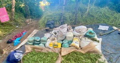 Mais de 12 mil pés de maconha são destruídos no interior do Maranhão