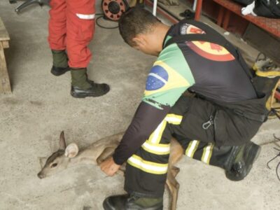 Veado invade delegacia em Caxias após fugir de área de desmatamento