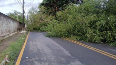 Árvore cai em meio a forte chuva e interdita Avenida Itapiracó, em São Luís