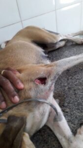 Vídeo! Durante discussão, suposto PM atira em cachorro em São Luís