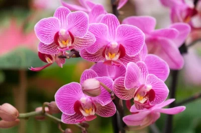Procon/MA encontra variação de 156,25% em flores em semana com homenagens às mulheres