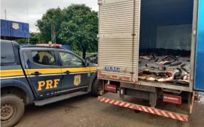 PRF apreende mais de 4 toneladas de peixes impróprios para consumo em Porto Franco
