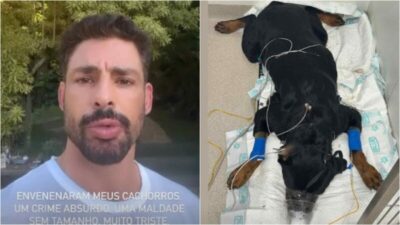 Cães de Cauã Reymond são envenenados: ‘Um crime absurdo’