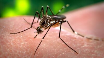 Município de São Luís registra 897 casos de dengue este ano