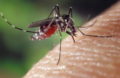 Maioria dos nordestinos confia na vacina contra a dengue, mas fake news impactam imunização