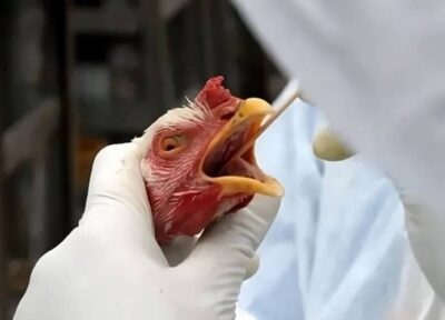 Brasil recupera status de país livre da gripe aviária após cumprir protocolos internacionais