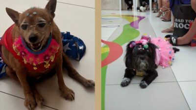 Final de semana de folia para crianças e bichinhos de estimação no Golden Shopping Calhau