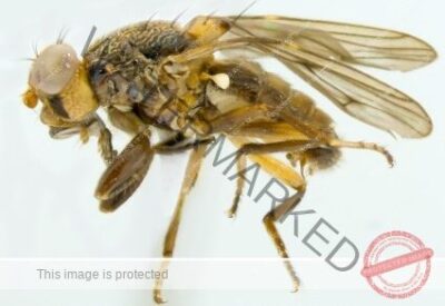 Pesquisadores da UEMA descobrem nova espécie de mosca no Maranhão e homenageiam a FAPEMA