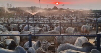 Pecuária maranhense alcançou R$ 1,2 bilhão em 2023