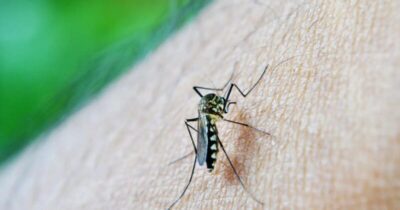 Dengue: 2025 registra o 2º maior nº de casos da história