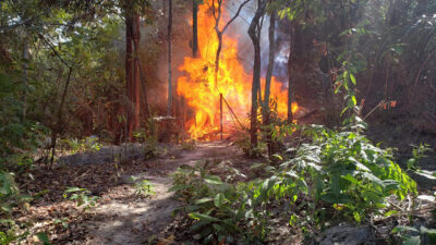 41º BPM DE MIRINZAL FEZ UMA GRANDE OPERAÇÃO CONTRA O TRÁFICO DE DROGAS EM CENTRAL DO MARANHÃO, SOB COMANDO 3º SGT PM IRAGILSON