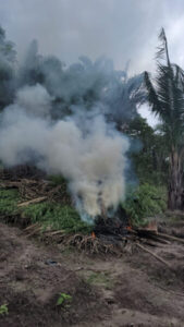 POLÍCIA MILITAR DO 41º BPM DESTRÓI 125 PÉS DE MACONHA, EM CENTRAL DO MARANHÃO.