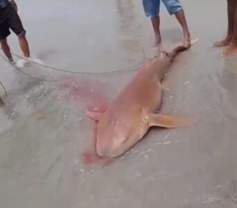 VÍDEO: PESCADOR É MORDIDO POR TUBARÃO DURANTE PESCA EM PRAIA DE GUIMARÃES DO MARANHÃO