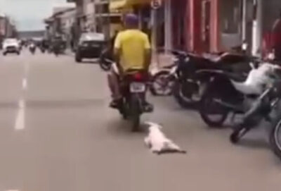 Deputado Wellington cobra investigação sobre maus-tratos a animal em Penalva