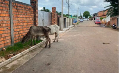 Prefeitura do Maranhão anuncia multas, venda e abate de animais soltos nas ruas