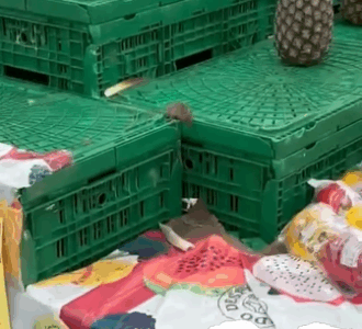 Supermercado de luxo, cena de horror: Mateus do Renascença é fechado por presença de ratos e baratas