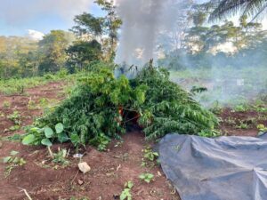 Mais de 12 mil pés de maconha são destruídos em Barra do Corda e Jenipapo dos Vieiras