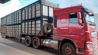 PRF apreende caminhão com cerca de 70 bovinos transportados irregularmente na BR-222, em Açailândia