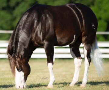 Cavalo mais caro do mundo é brasileiro; valor compra 40 Ferraris Roma Spider