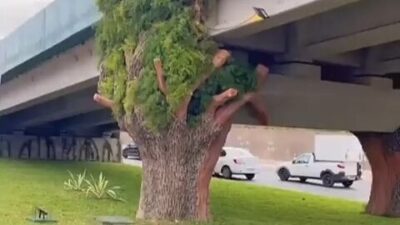 São Luís é a penúltima capital em arborização urbana no Brasil, aponta IBGE