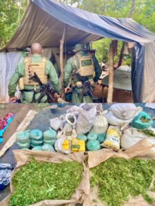 Roça com mais de 12 mil pés de maconha é destruída pela polícia nos municípios de Jenipapo dos Vieiras e Barra do Corda