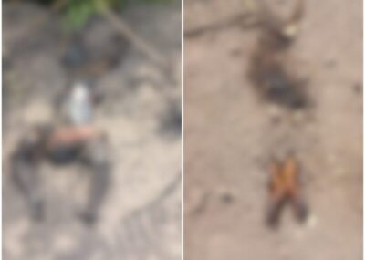 Moradores de Mata Roma são executados a tiros e corpos são encontrados em avançado estado de decomposição em Anapurus