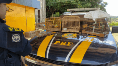 PRF resgata aves silvestres em ações de combate aos crimes ambientais em Açailândia (MA)