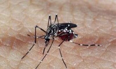 Maranhão já registra mais de 4,8 mil casos de dengue em 2025