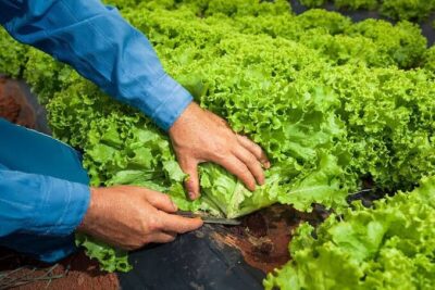 Produtores da Zona Rural de São Luís participam da Primeira Rodada de Negócios da Abrasel 2024