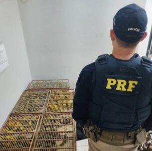 Homem é preso em flagrante com 250 canários silvestres em situação de maus-tratos dentro de veículo