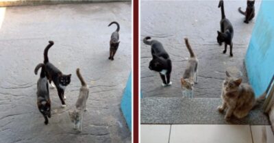 Denúncia: Gatos estão sofrendo maus-tratos no Sacavém