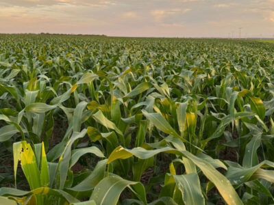 Maranhão lidera produção de milho no Nordeste e desponta no agronegócio nacional
