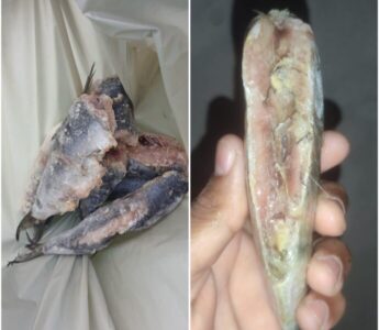 Prefeitura entrega peixe estragado para famílias de Arari