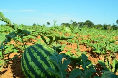 Agricultura Diversificada Transforma zona rural de Sucupira do Riachão em Oásis Produtivo no Sertão Maranhense