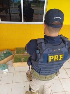 PRF aprende mais de 300 pássaros sendo transportados ilegalmente oriundos de São João dos Patos/MA