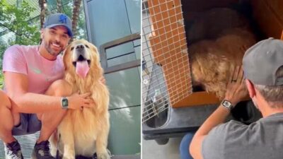 Após morte do cachorro Joca, governo anuncia política de Transporte Aéreo de Animais