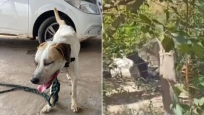 Homem é preso por maus-tratos a cachorro
