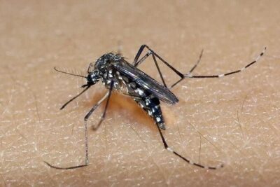 AUGUSTINÓPOLIS: Saúde investiga morte de idosa por suspeita de dengue