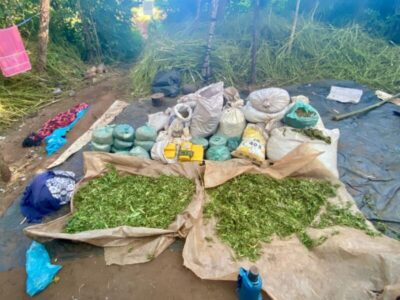 Destruídas plantações de maconha em Jenipapo dos Vieiras e Barra do Corda