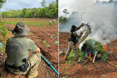 PF deflagra operação contra cultivo de maconha em Grajaú