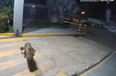Bombeiros e Ibama buscam onça avistada na área urbana de Imperatriz