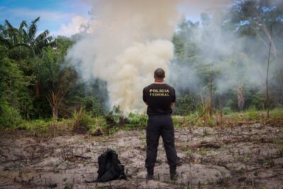 PF erradica mais de 65 mil pés de maconha em nova fase da ‘Operação Carcará’ no Maranhão