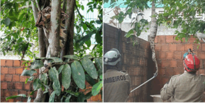Corpo de Bombeiros de Itapecuru realiza a captura de uma cobra jiboia no Alto do Bebedouro.
