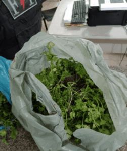Homem é preso por furto de pés de cheiro verde de uma propriedade no bairro Malvinas