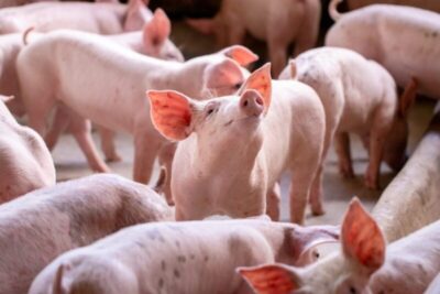 Novo acordo Brasil-Singapura abre caminho para crescimento da carne suína