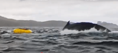Assistam ao vídeo!!! Impressionante!!! Baleia jubarte ‘engole’ turista e o cospe em seguida em Punta Arenas, Chile