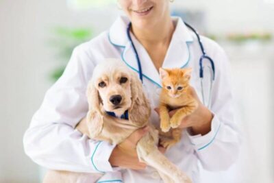 Fapema lança edital com bolsas de R$ 5 mil para veterinários pós-graduados